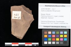 Foto (Objekt + Etikett) von Engelhardia orsbergensis, (Wessel et Weber) Jähnichen, Mai et Walther (NHMW-GEO-2024-0188-0841)
